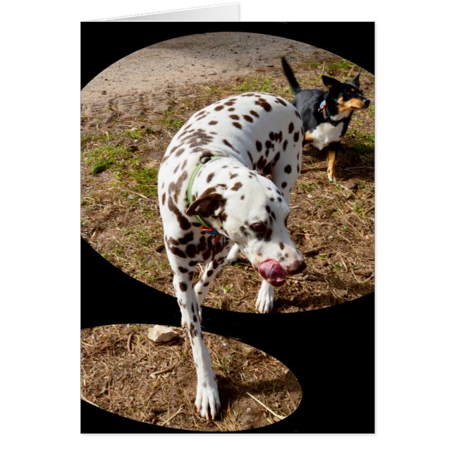Dalmatian Window Art, (Front)