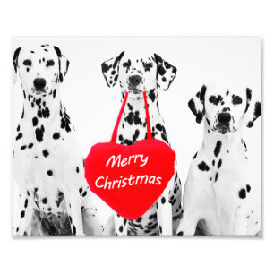Dalmatians Wishing Merry Christmas photo print