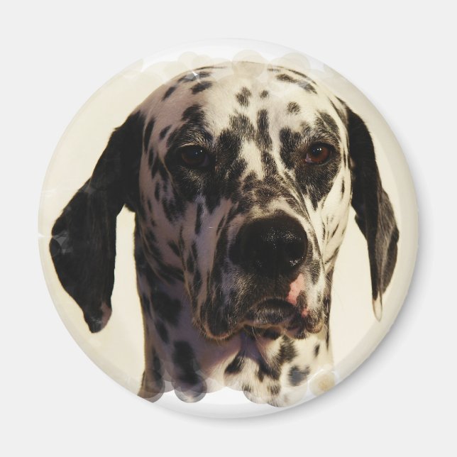 Dalmation Dog Magnet (Front)