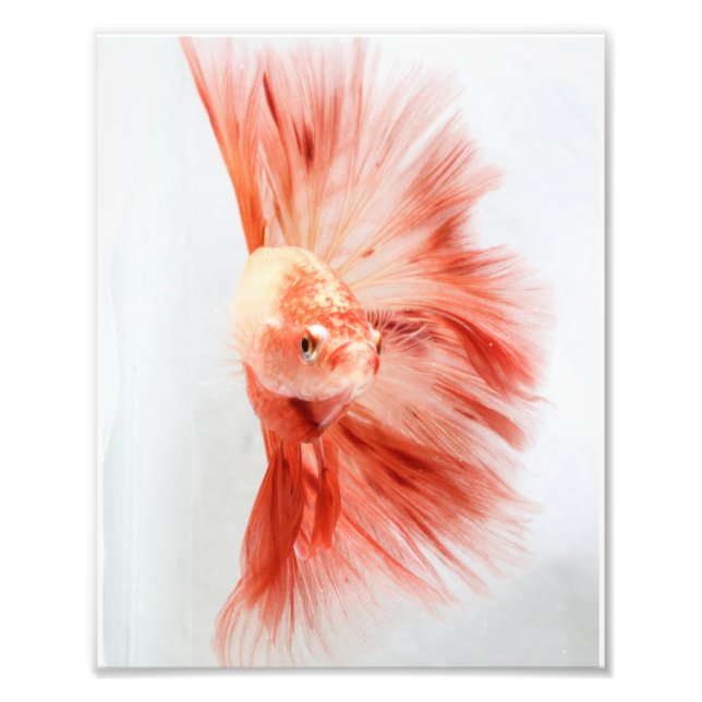 Dalmation Halfmoon Betta FIsh Photo Print (Front)