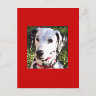 dalmation postcard