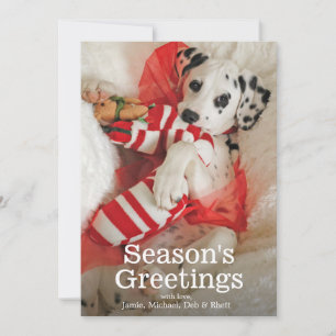 Dalmation puppy with Christmas stocking and holly Holiday Card