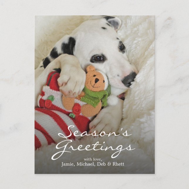 Dalmation puppy with Christmas Stocking Holiday Postcard (Front)