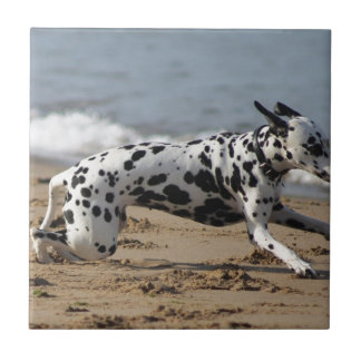 Dalmation Tile