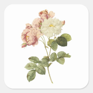 damask rose(Rosa damascena celsiana) by Redouté Square Sticker