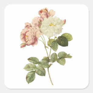damask rose(Rosa damascena celsiana) by Redouté Square Sticker