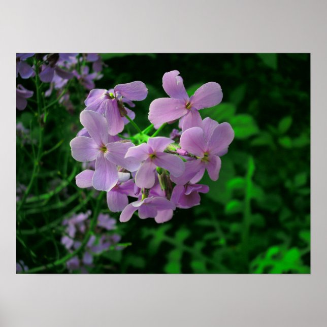 Dame's Rocket Flower Poster (Front)