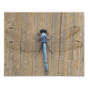 Damesfly Photo Print