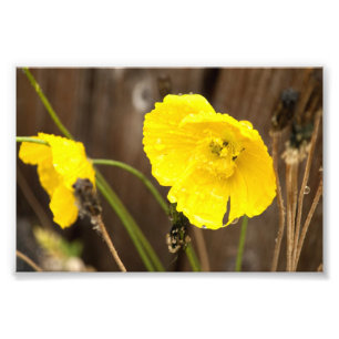 Dampened Sunshine Photo Print