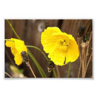 Dampened Sunshine Photo Print