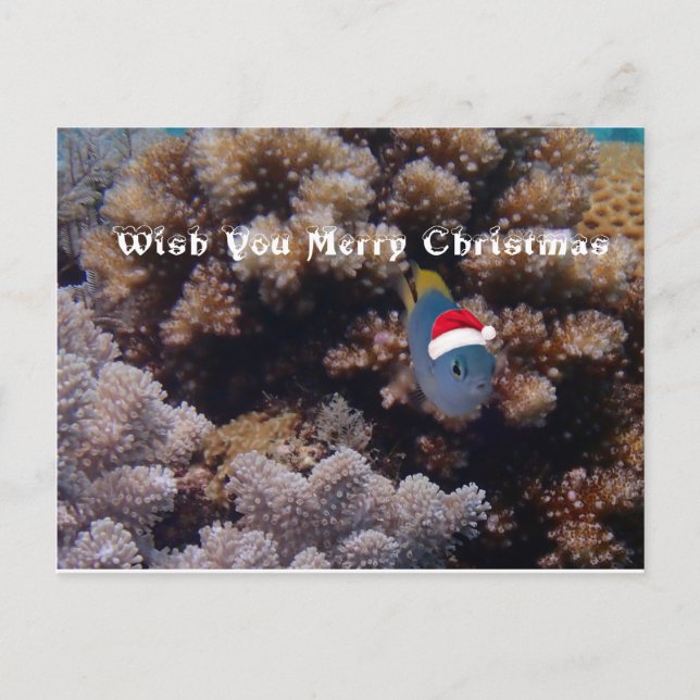 Damselfish Postcard (Front)