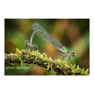 Damselflies Macro - Iridescent Love on Moss Poster