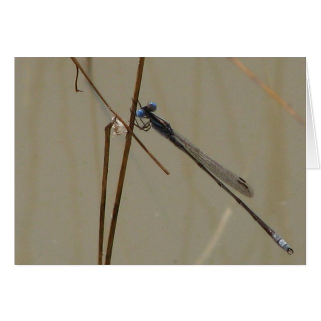 Damselfly (Front Horizontal)