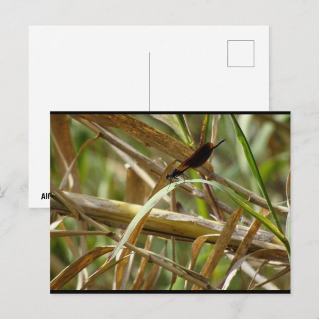 Damselfly Amongst the Bamboo Postcard (Front/Back)