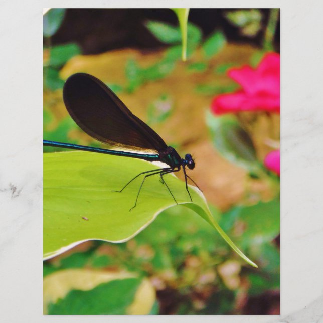 Damselfly and Rose (Front)
