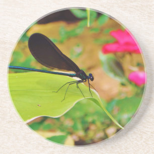 Damselfly and Rose Coaster