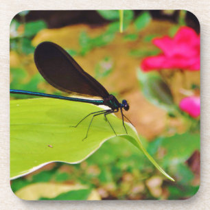 Damselfly and Rose Coaster