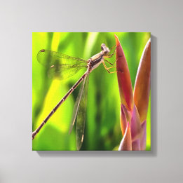 Damselfly Balanced On A Flower Head Canvas Print