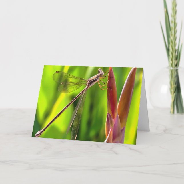 Damselfly Balanced On A Flower Head Card (Front)