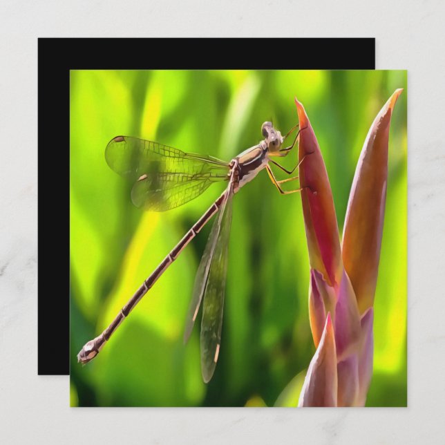 Damselfly Balanced On A Flower Head Invitation (Front/Back)