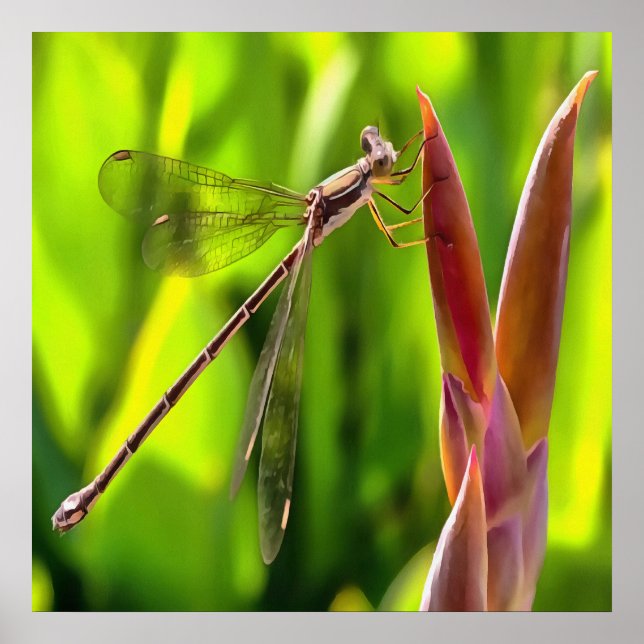 Damselfly Balanced On A Flower Head Poster (Front)