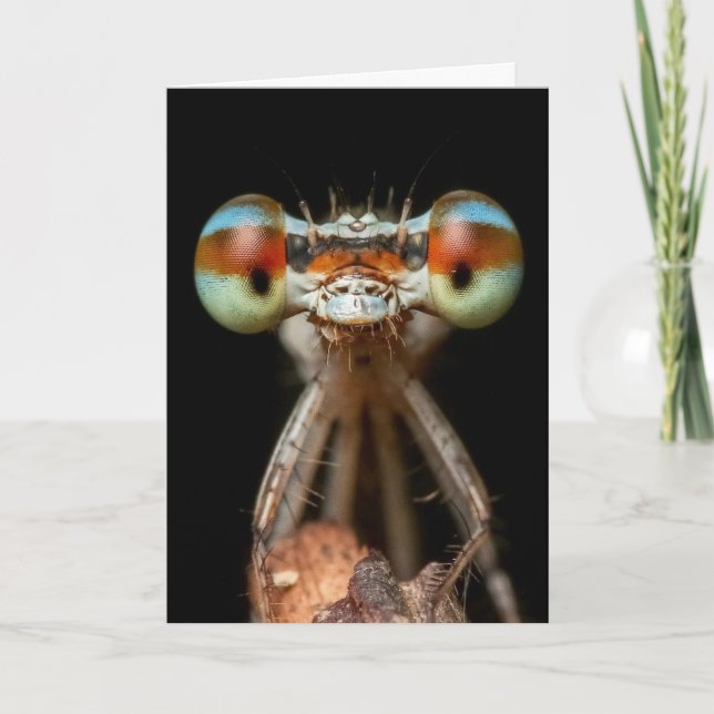 DAMSELFLY CUTE CLOSEUP  CARD (Front)