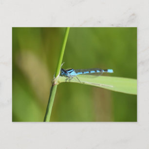 Damselfly postcard