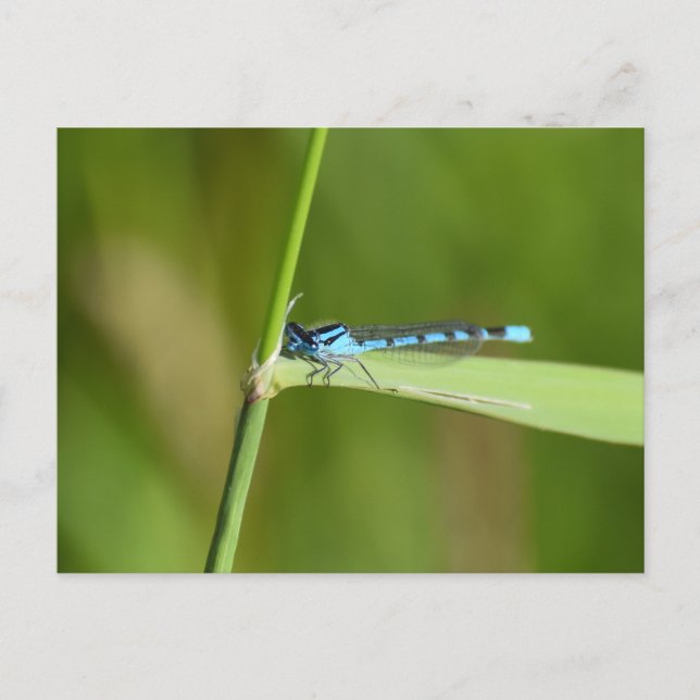 Damselfly  postcard (Front)
