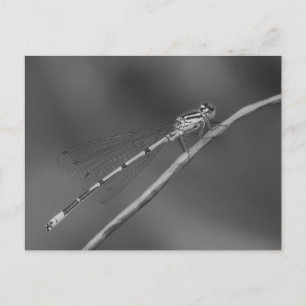 Damselfly Postcard