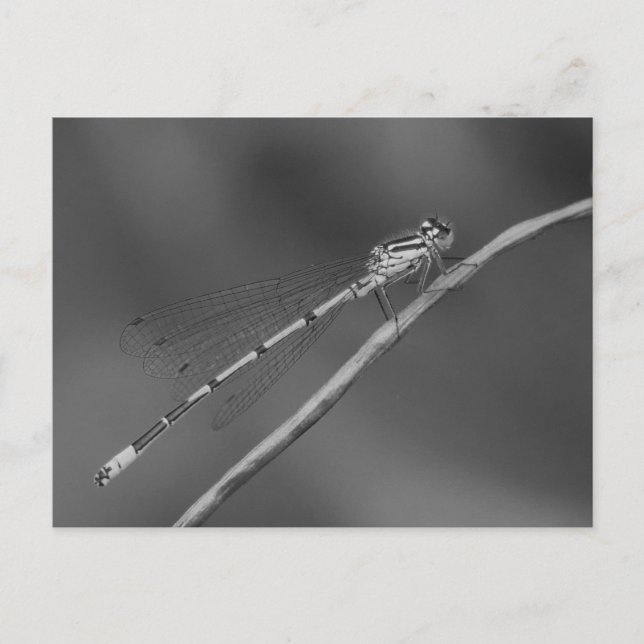 Damselfly Postcard (Front)