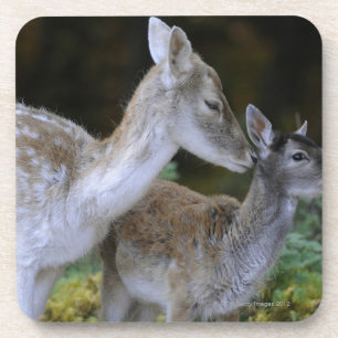 Damwild, Dama dama, fallow deer, Hirschkalb Coaster