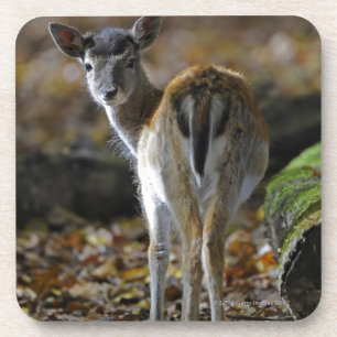 Damwild, Dama dama, fallow deer, Hirschkalb Coaster
