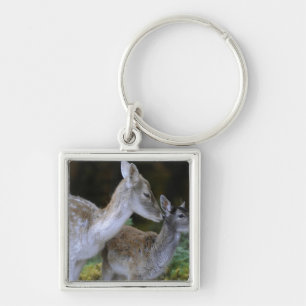 Damwild, Dama dama, fallow deer, Hirschkalb Key Ring