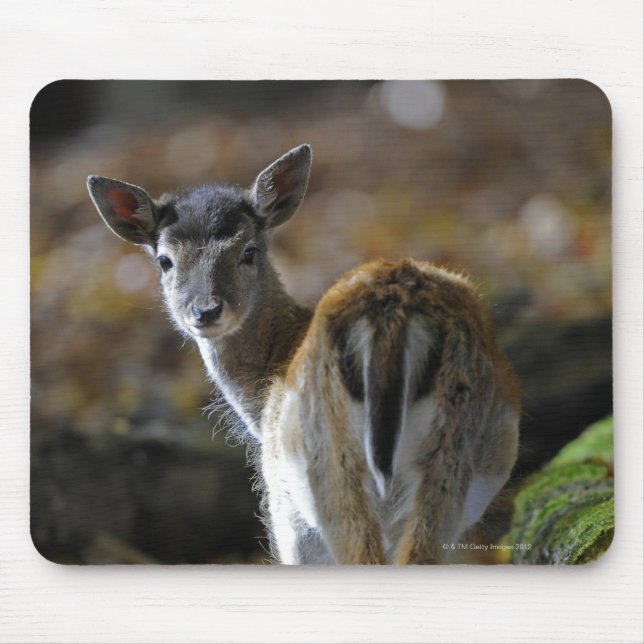 Damwild, Dama dama, fallow deer, Hirschkalb Mouse Pad (Front)