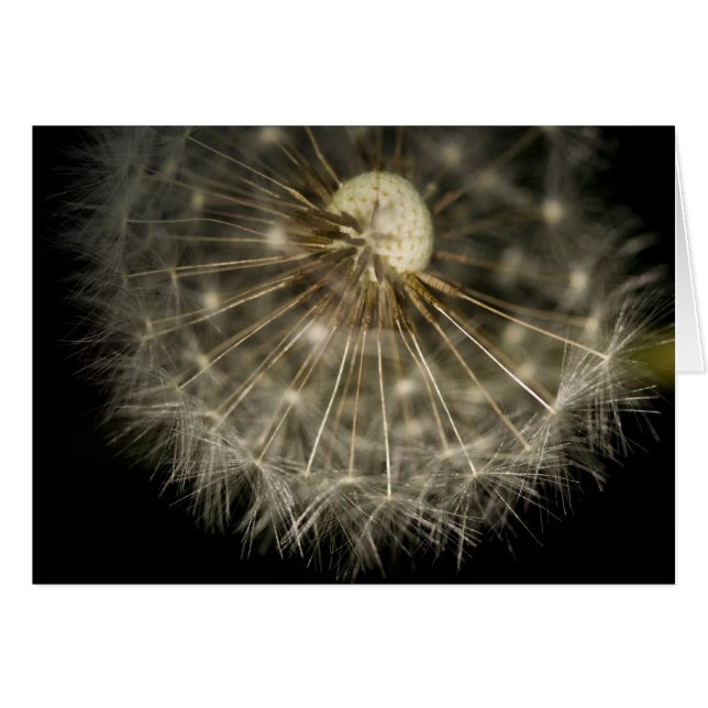 Dan D Lion Card (Front Horizontal)