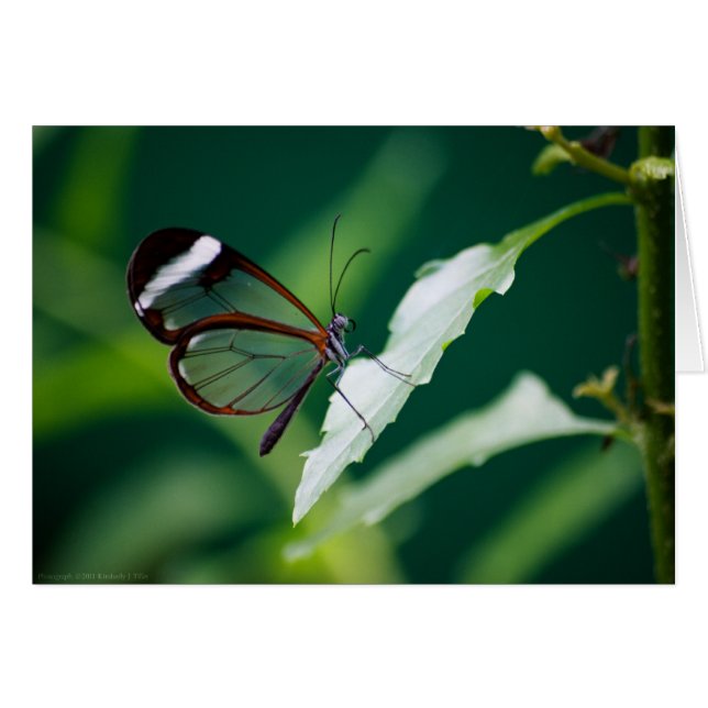 Dana Card (Front Horizontal)