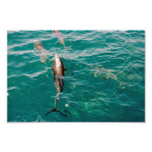 Dana Point Photo Print