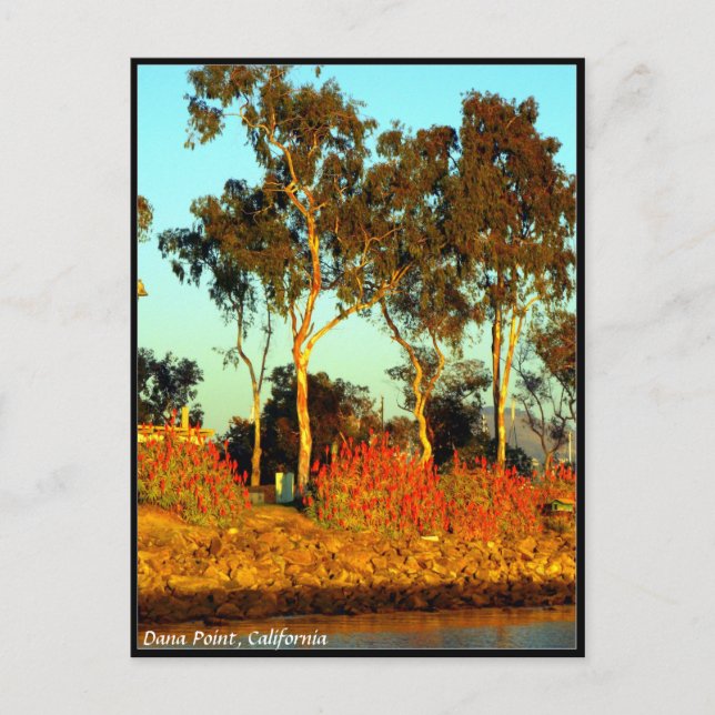Dana Point Postcard (Front)