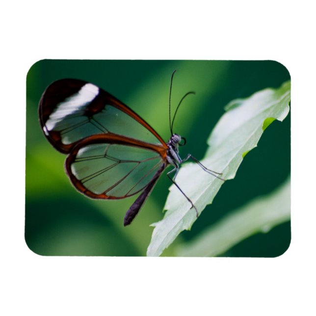 Dana Premium Magnet (Horizontal)