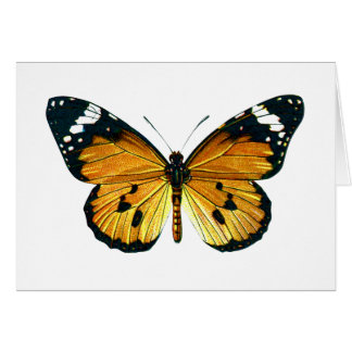 Danaus chrysippus butterfly