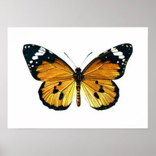 Danaus chrysippus butterfly poster