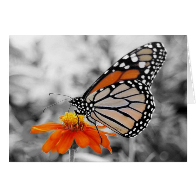 Danaus Plexippus I - Card (Front Horizontal)