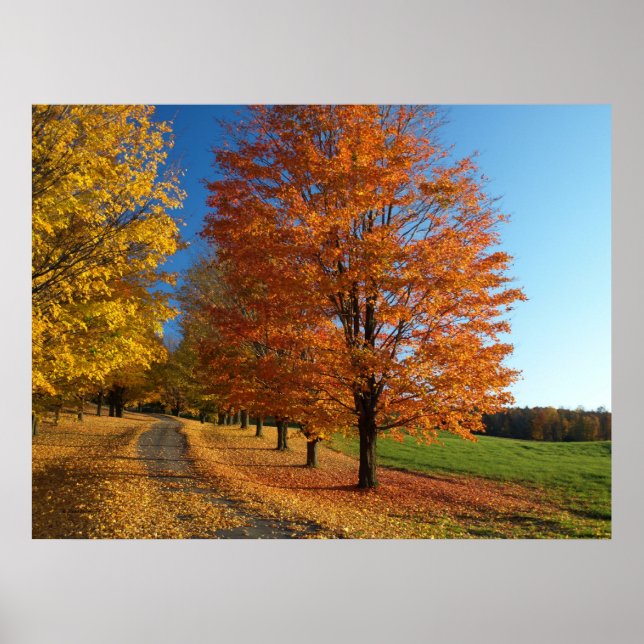 Danby Vermont Autumn Leaves Poster (Front)