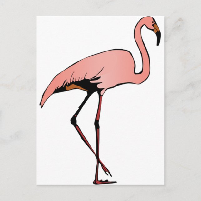 DANCE OF FLAMINGO POSTCARD (Front)