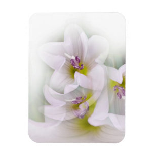 dance of flowers magnet