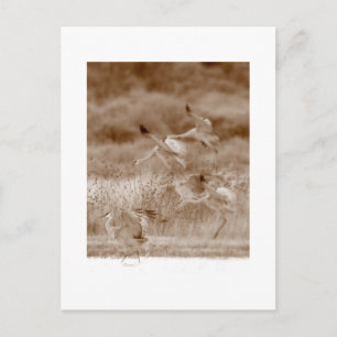 Dance of the Cranes Postcard