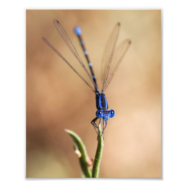 Dance of the damselfly photo print (Front)