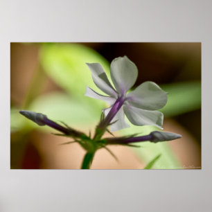 "Dancing at Dawn" Phlox Wildflower Poster