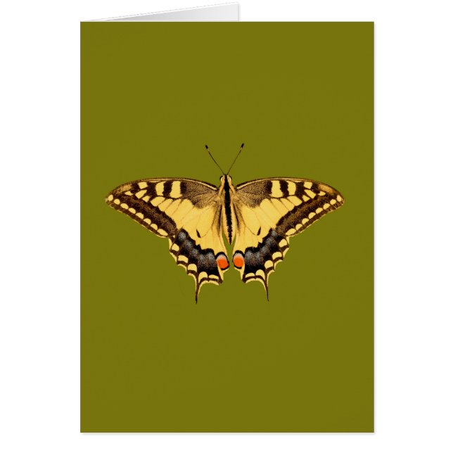 Dancing Butterfly (Front)