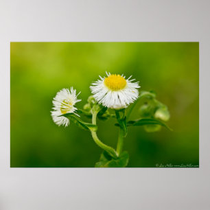 Dancing Daisy Fleabane Wildflower Poster